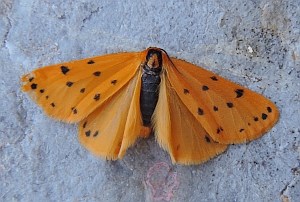 Setina cantabrica © Teresa Farino